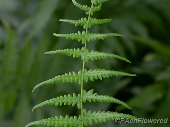 Maturing fertile frond 